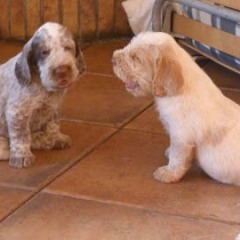 09PuppiesFientje2-broertjes17-02-2011
