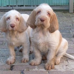 10PuppiesFientjeThomas2w-ozusjes6-3-2011