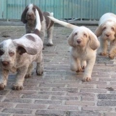 11PuppiesFientjeThomasonthemove6-3-2011