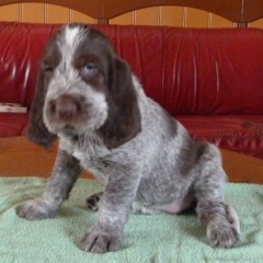 13PuppieFientjeThomasPippazit22-02-2011