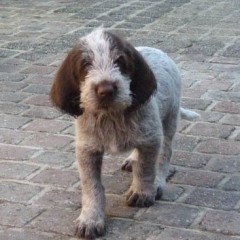 14PuppieFientjeThomasSil-Pauline6-3-2011