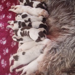15PuppiesFientjeThomas27-01-2011