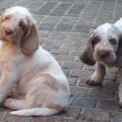 16PuppiesFientjeThomasEdFred6-03-2011