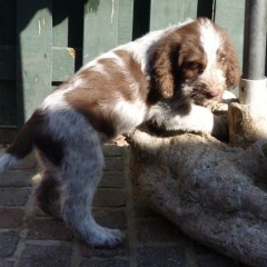 17PuppyFientjeThomasChiara6-03-2011