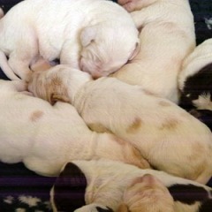 03Puppies-Floortje-1-06-2010