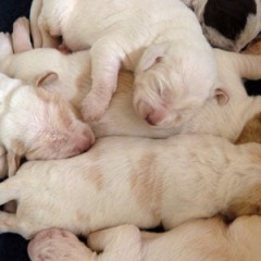 04Puppies-Floortje-1-06-2010