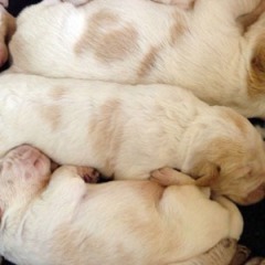 05Puppies-Floortje-01-06-2010