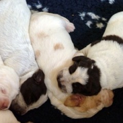 06Puppies-Floortje-01-06-2010