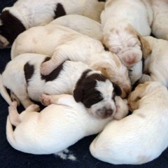 07Puppies-Floortje-1-06-2010