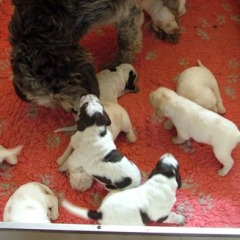 08puppies-Floortje-07-06-2010