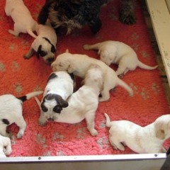 09Puppies-Floortje-7-06-2010
