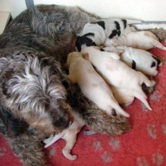 10Puppies-Floortje-drinken-7-06-2010