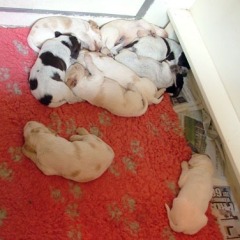 11Puppies-Floortje-slapen-7-06-2010