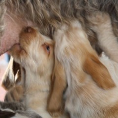 12Puppies-Fllortje-30-06-2010-drinken