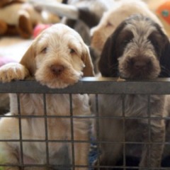 13puppies-Floortje-30-06-2010-Rico-
