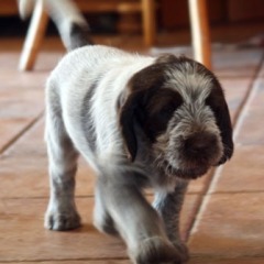 14Puppies-Floortje-30-06-2010-Chiara
