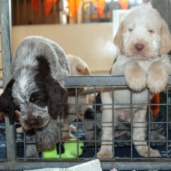 15Puppies-Floortje-30-06-2010-Cocco