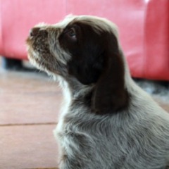 16Puppies-Floortje-30-06-2010-Florentina