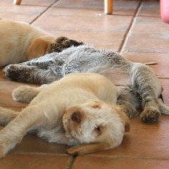 17Puppies-Floortje-30-06-2010-slapen