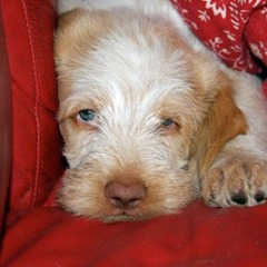 19Puppie-Floortje-01-07-2010