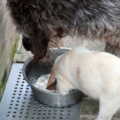 20Puppie-Floortje-01-07-2010