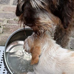 21Puppie-Floortje-01-07-2010