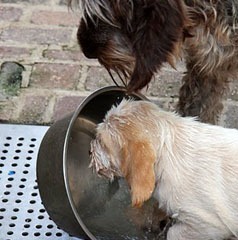 22Puppie-Floorte-01-07-2010