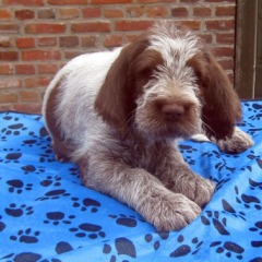 Chira-17-07-2010