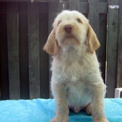 Cocco-09-07-2010