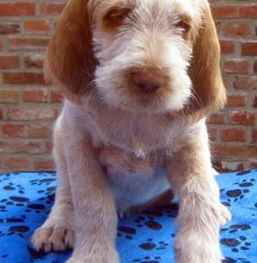 Dora-17-7-2010