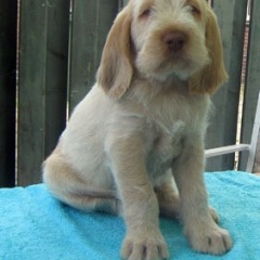 Koos-9-07-2010