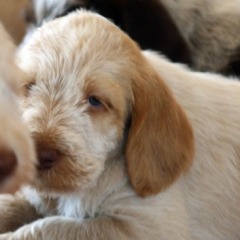 Puppies-Floortje-30-06-2010