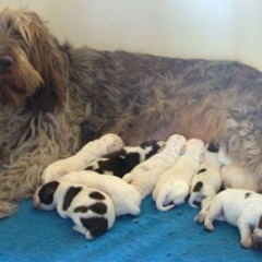04Floortje-met-haar-puppies-20-05-09