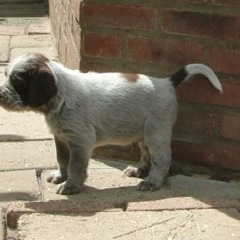 05bruin-mannetje-Floortje-19-06-09