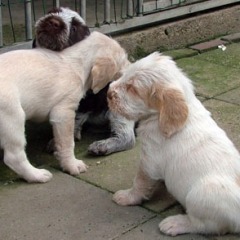 10puppies-19-06-09
