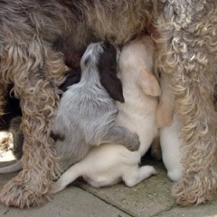 11Puppies-Floortje-drinken-19-06-09