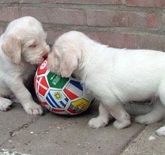 14puppies-Floortje-19-06-09