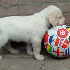 15wit-oranje-teefje-1-19-06-09