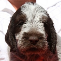 Baruch-hoofd-21-06-09