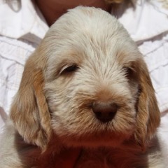 Dotje-hoofd-21-06-09