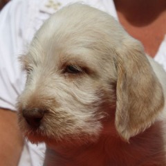 Fiducia-21-06-09