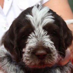 Luca-21-06-09-hoofd