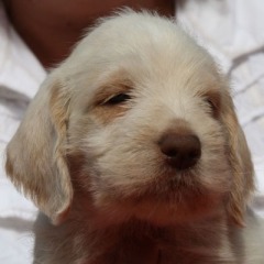 Otto-hoofd-21-06-09
