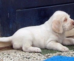 Puppie-Fllortje-19-06-09