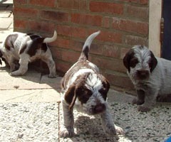 Puppies-Fllortje-19-06-09