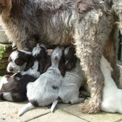 Puppies-Floortje-drinken