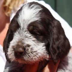 Sien-hoofd-21-06-09