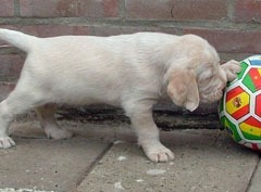 wit-oranje-teefje-2-19-06-09