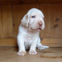 Isabel x Calvenace Rockefeller