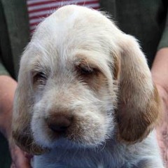 Oscar-5-05-09